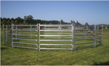 cattle farm yard